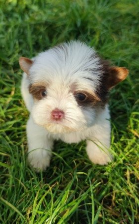 Biro yorkshire terrier