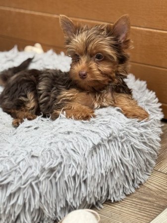 Yorkshire terrier