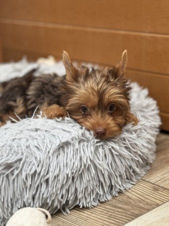 Yorkshire terrier