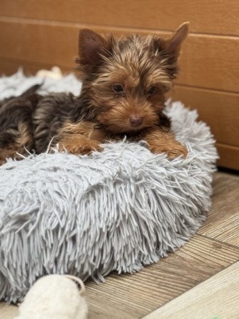 Yorkshire terrier