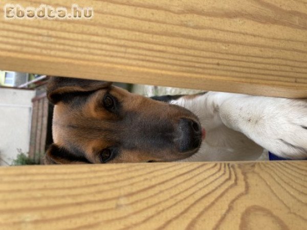 Rövid szőrű fox terrier