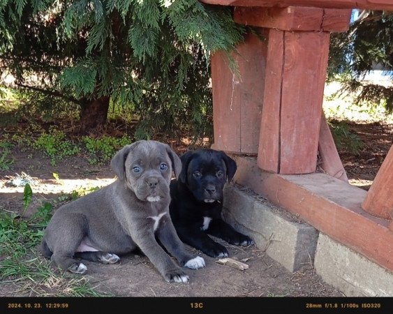 Cane Corso