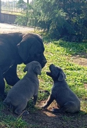 Cane Corso