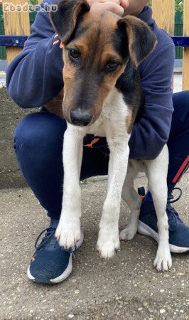 Rövid szőrű fox terrier