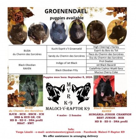 Groenendael