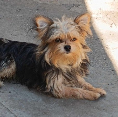 yorkie csivava mix