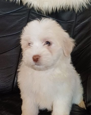 bichon havanese