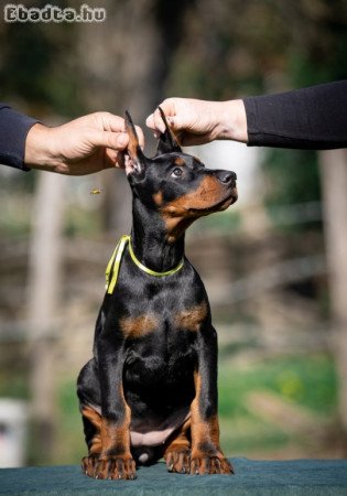 Doberman puppies