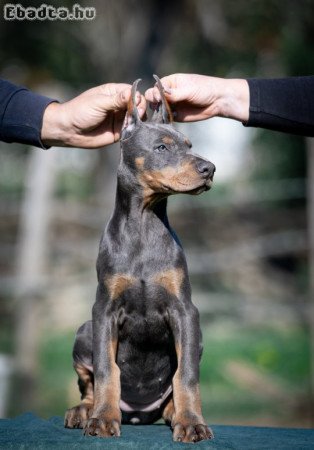 Doberman puppies