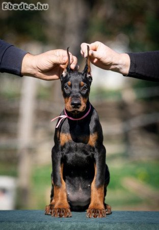 Doberman puppies