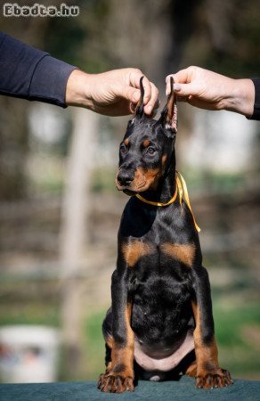 Doberman puppies