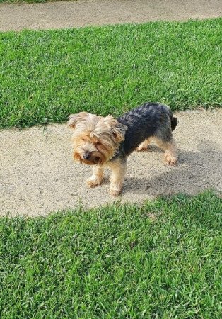 yorkshire terrier