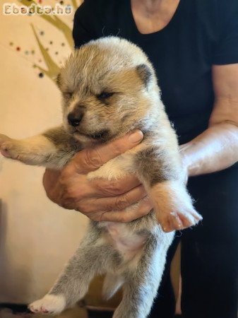 Japán Akita Inu kutyák születtek