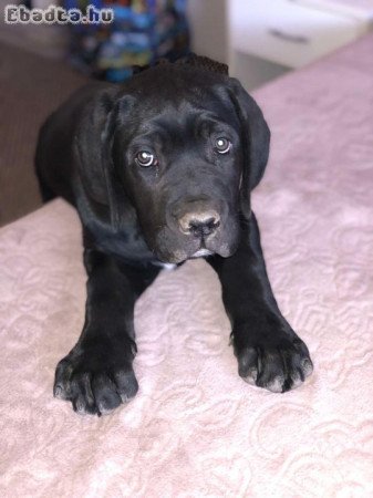 Cane Corso kan kiskutyák