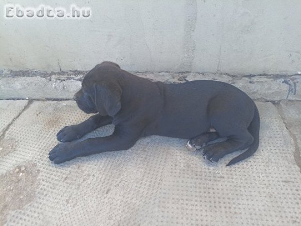 Cane Corso kan kiskutyák