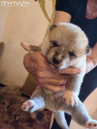 Japán Akita Inu kutyák születtek