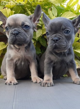 eladó francia bulldog blue fawn blue tan