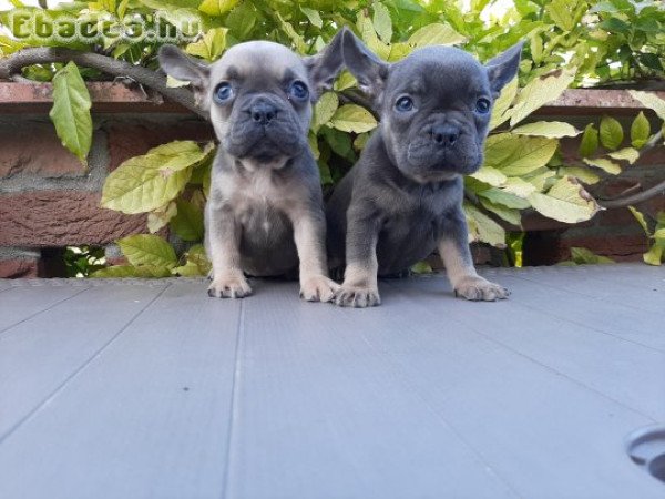 eladó francia bulldog blue fawn blue tan