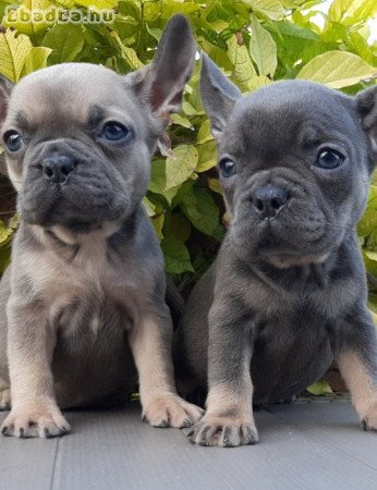 eladó francia bulldog blue fawn blue tan