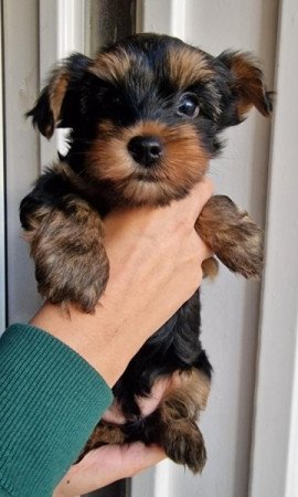 Yorkshire terrier