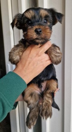 Yorkshire terrier