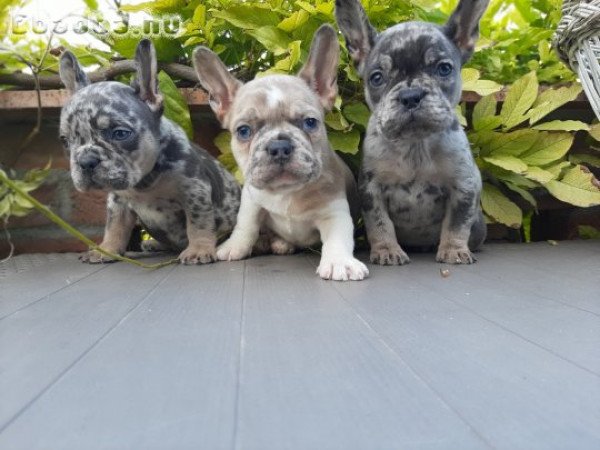 eladó francia bulldog blue  blue fawn merle