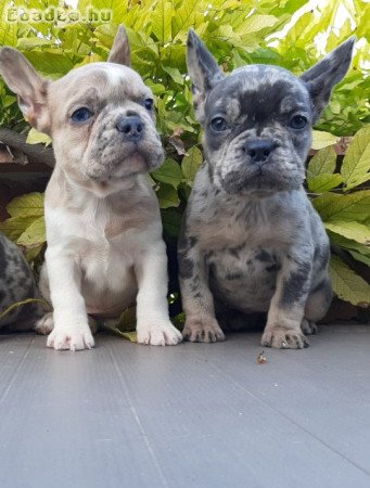 eladó francia bulldog blue  blue fawn merle