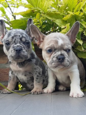 eladó francia bulldog blue  blue fawn merle