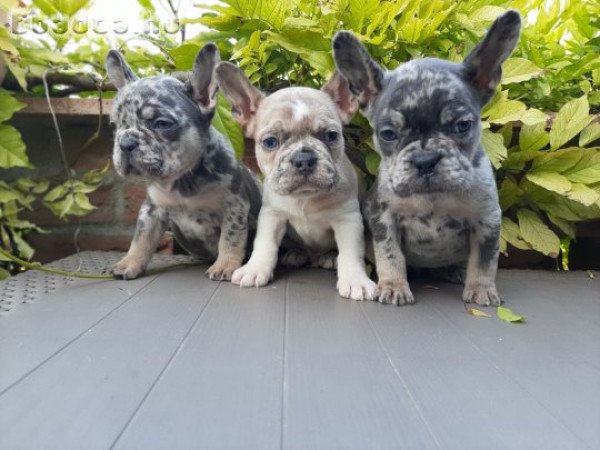 eladó francia bulldog blue  blue fawn merle