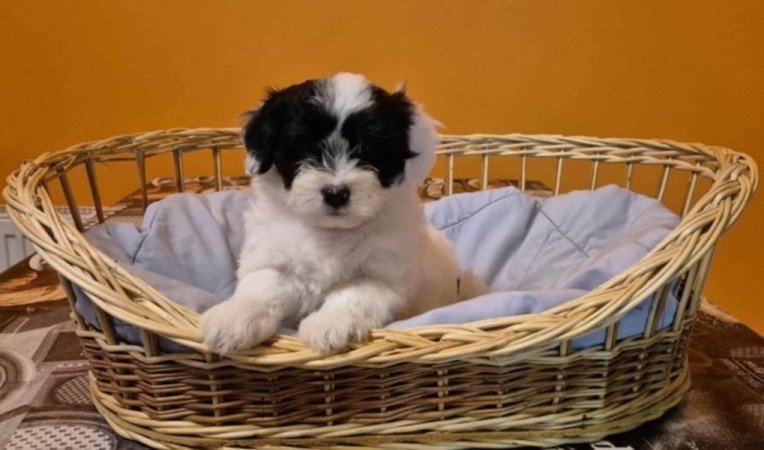 Bichon Havanese