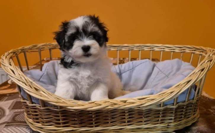 Bichon Havanese