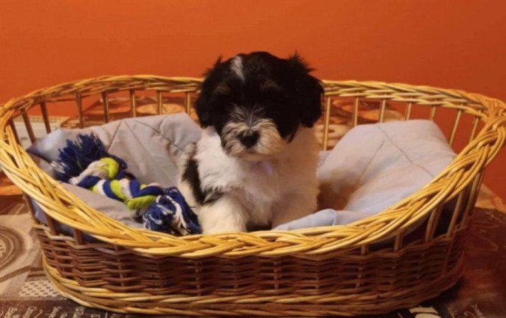 Bichon Havanese