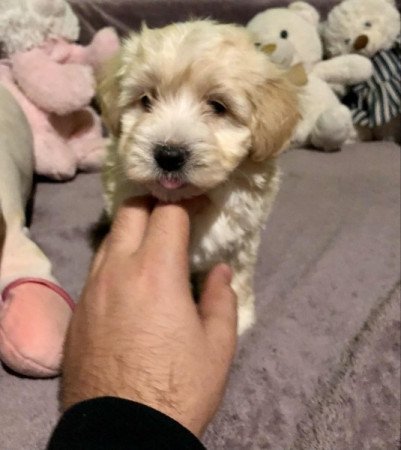 Maltipoo máltai selyem uszkár poodle