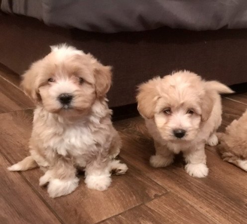 Maltipoo máltai selyem uszkár poodle