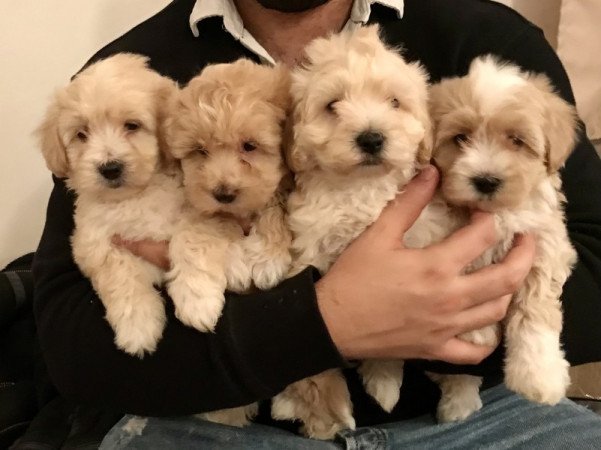 Maltipoo máltai selyem uszkár poodle