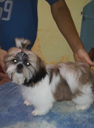 Shih-tzu