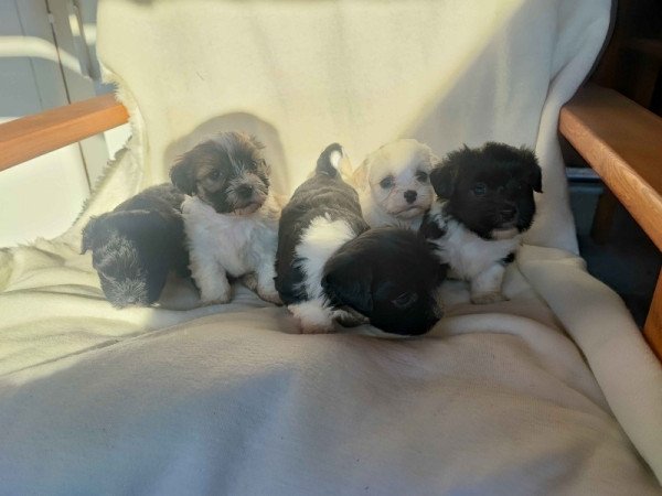 Bichon havanese