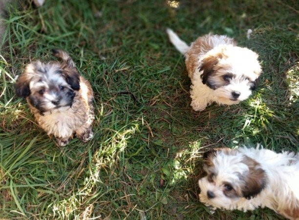 Bichon Havanese