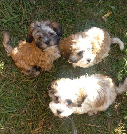 Bichon Havanese