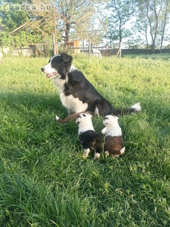 Border collie kiskutyák