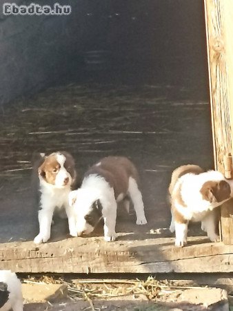 Border collie kiskutyák