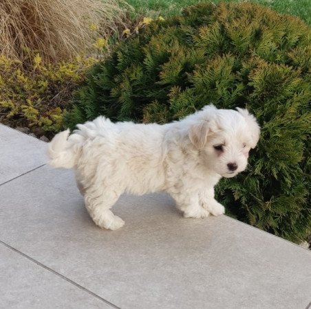 Bichon Havanese