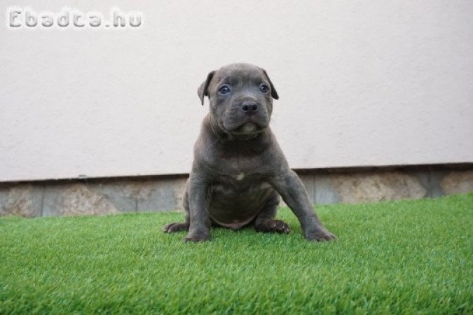 Pit bull bluenose male for sale