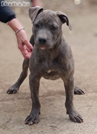 Pit bull bluenose male for sale