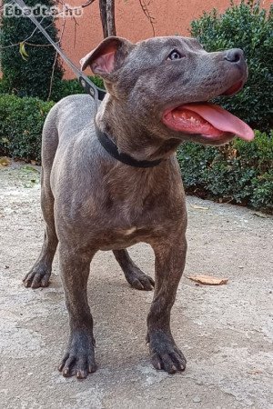 Pit bull bluenose male for sale