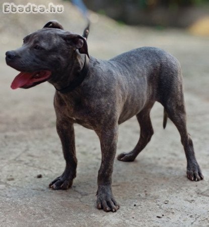 Pit bull bluenose male for sale