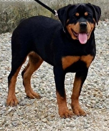 Rottweiler