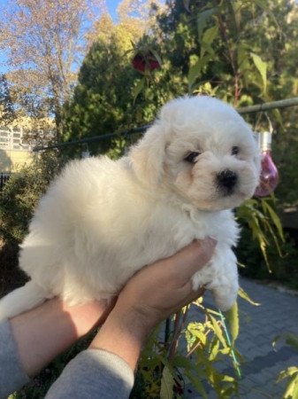 Bichon Bolognese