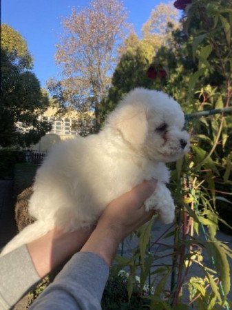 Bichon Bolognese