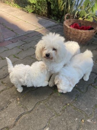 Bichon Bolognese